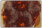Orange Eye Acan